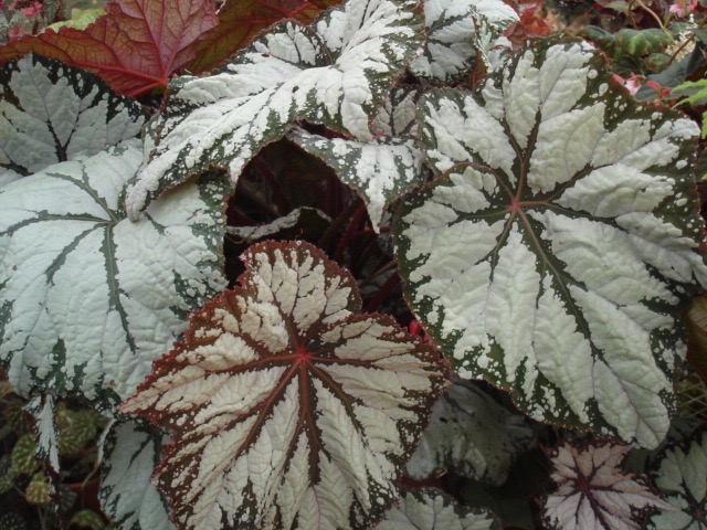 B. ‘Judy Cook’